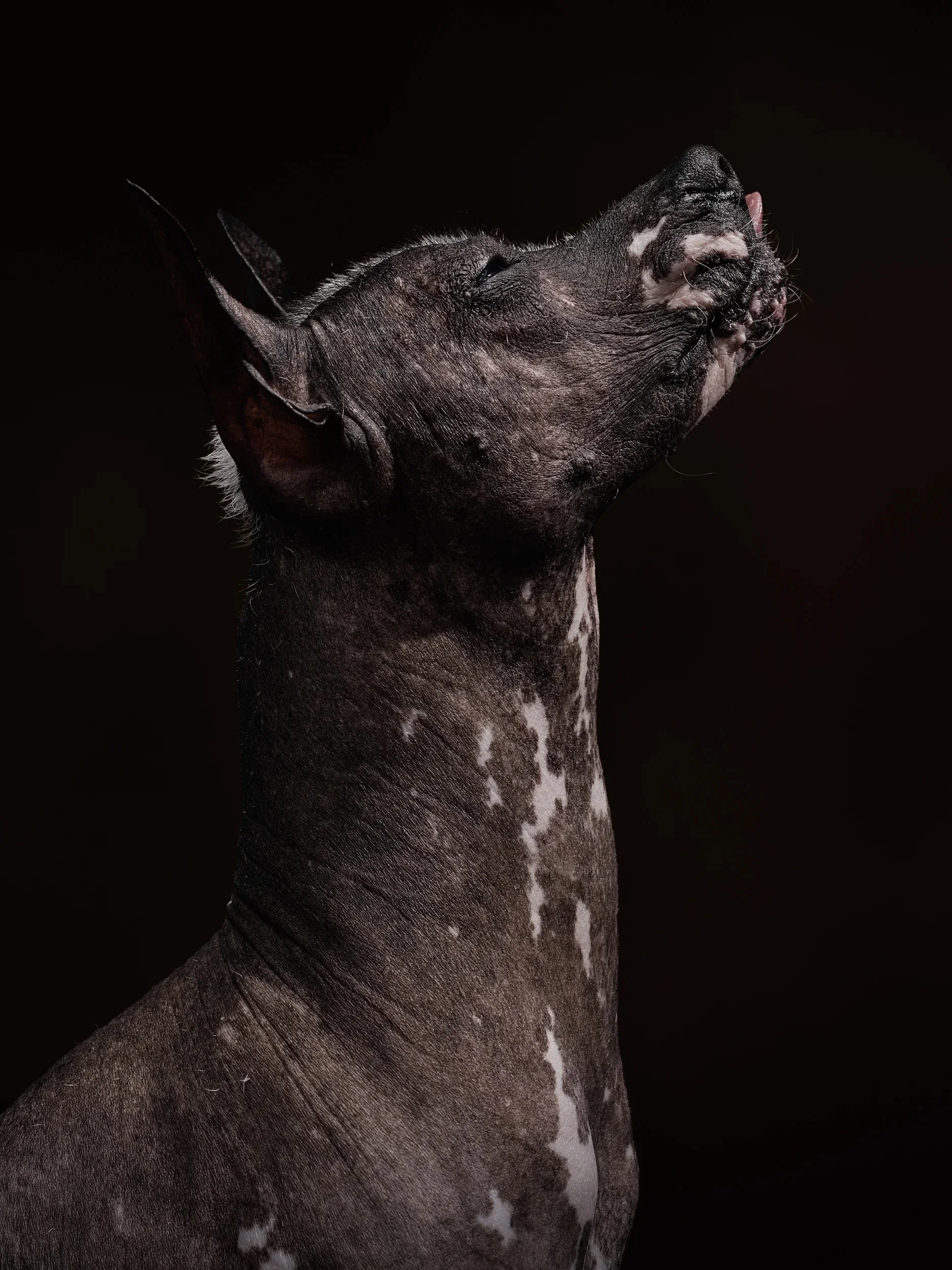 Upward-facing profile of a mottled hairless dog with its tongue out.